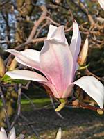 Magnolia Soulangeana (fam Magnoliacees) (Photo F. Mrugala) (2)